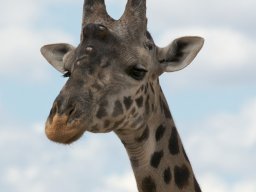 Bologonja_Seronera2009-44